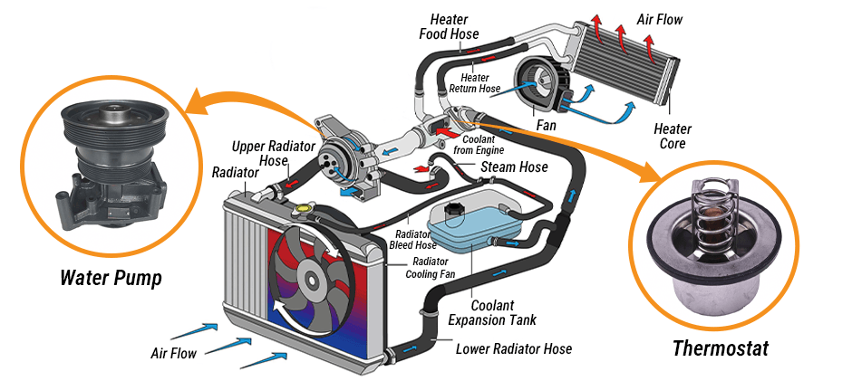 Show the coordinated operation of the water pump and the thermostat within the cooling system.