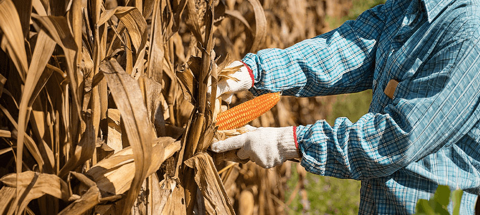 A person harvests corn by hand.