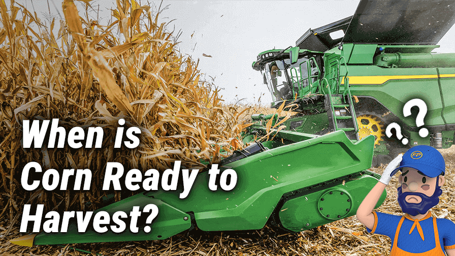 When is Corn Ready to Harvest: How to Harvest Efficiently?