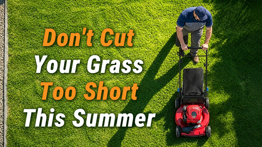 What Height to Cut Your Bermudagrass This Summer?