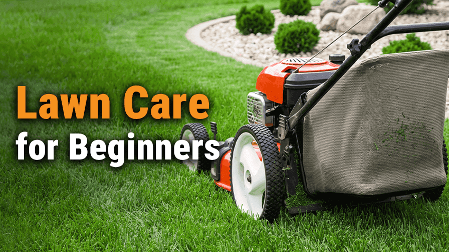 Lawn Care for Beginners: Practical Tips