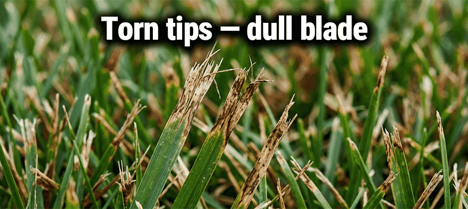 Torn tips — dull blade